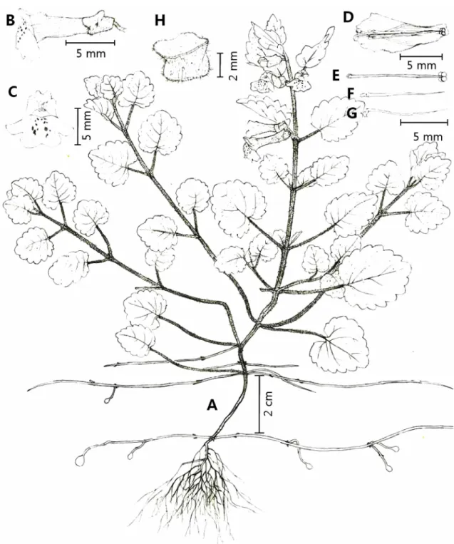 Fig. 1. Scutellaria tuberifera C. Y. Wu &amp; C. Chen. A. Habit; B. Flower, side view; C