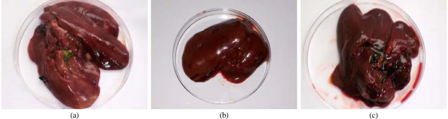 Table 2. Effect of induced molting on weights of liver and  oviduct of laying hens