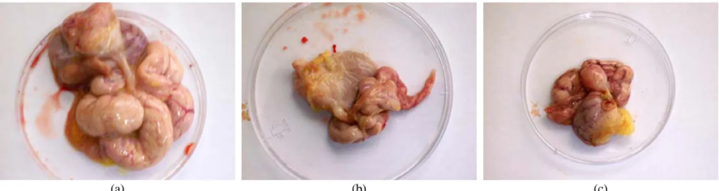 Table 3. Effect of induced molting on egg quality of egg of laying hens during postmolt period (5～26 weeks) 1 