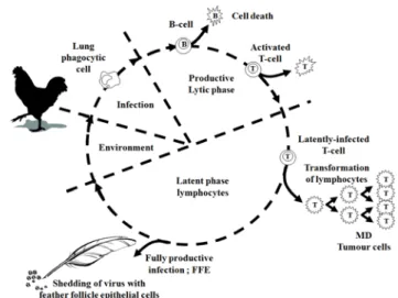 Fig. 1. Electron micrograph showing an enveloped MDV in a  chicken embryo fibroblast that had been infected with  BAC20