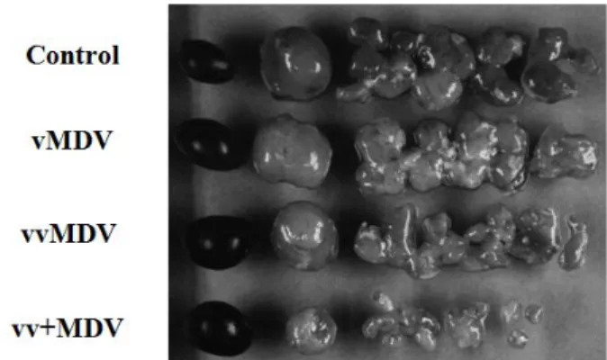 Fig. 4. Lesions induced in lymphoid organs 8 days post-infection  of 24-day-old P2a chickens with strains representing  di-fferent pathotypes (Davison and Kaiser, 2004)