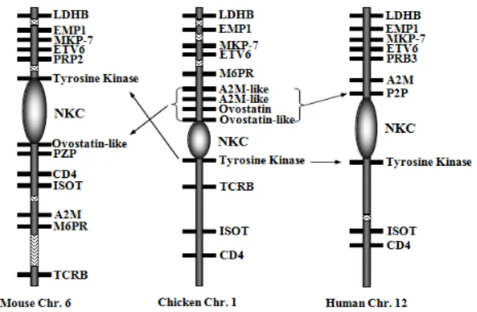 Fig. 5. Comparison of the gene order spanning the NKC region  on mouse chromosome 6, chicken chromosome 1 and  hu-man chromosome 12