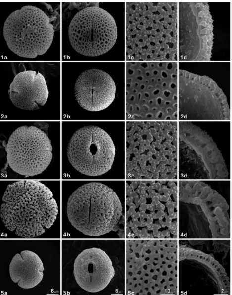 Fig. 2. SEM micrographs of pollen grains of  Oldenlandia  L. 1.  O. brachypoda  DC.; 2