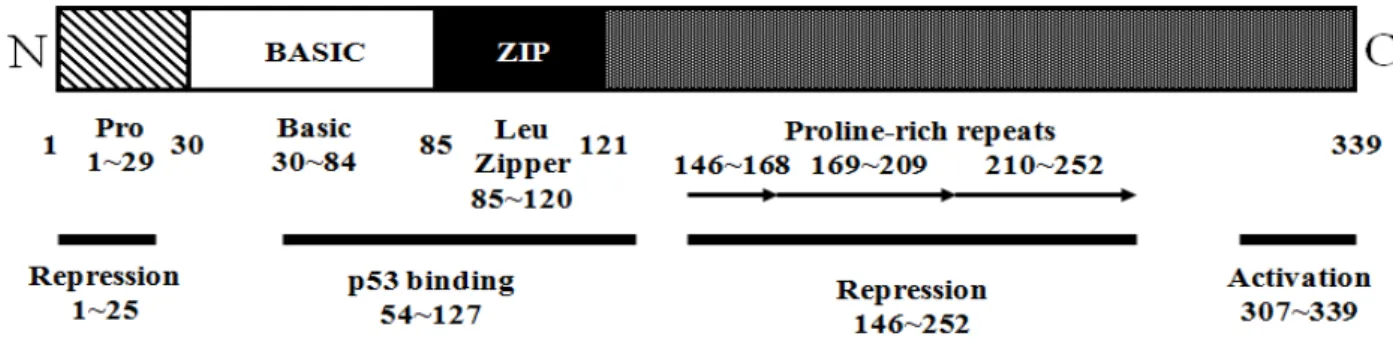 Fig. 8. Structure of the MDV Eco Q (Meq) protein. Numbers represent the positions of the amino acid residuals at the boundaries of  each functional domain or motif