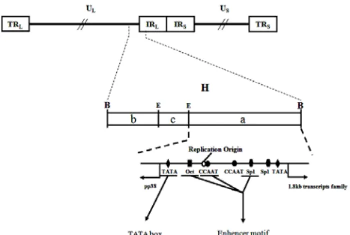 Fig. 9. Schematic diagram of the shared promoter-enhancer re- re-gion of the divergent transcripts of pp38 and the 1.8 kb  BamHI-H gene (Cui et al., 1991).