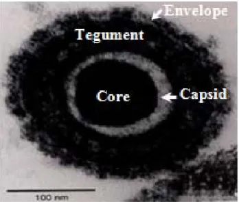 Fig. 1. The negative stain electron micrography of MDV particle. MDV  감염에  의한  림프종은  바이러스의  림프구  감염에  따른 숙주의 면역 반응 회피를 위한 잠복 감염 형성 이후,  잠 복 감염 바이러스의 재활성화 과정을 통한 일부 CD4 +  T 세 포의 형질 전환으로 유발된다