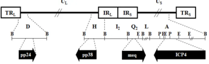 Fig. 3. Genomic structure of MDV. MDV consists of long and short  unique sequences (U L  and U S , respectively), flanked by  long and short internal repeats (IR L  and IR S , respectively),  and long and short inverted terminal repeats (TR L  and TR S ,  