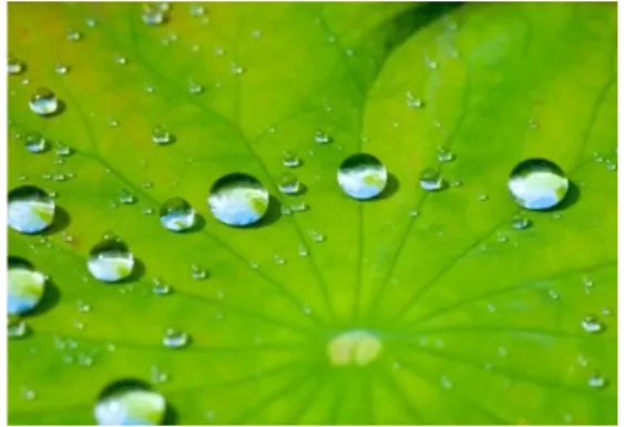Fig. 1. Lotus effect