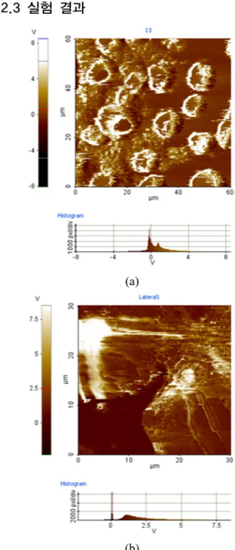 Fig. 4. Lotus structures image observed by the SEM