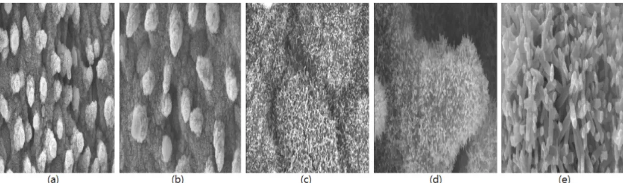 Fig. 7. Shape of the lotus leaf surface using an optical  microscope　(a) Magnification is 4 times (b)  Magnification is 10 times (c) Magnification is  20 times Fig