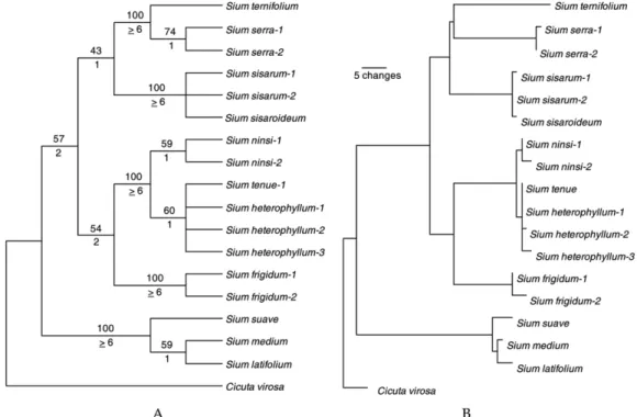 Fig. 1. Cladograms inferred from the analysis of 18 nuclear ribosomal DNA ITS1 and ITS2 sequences from the genus Sium and an outgroup.