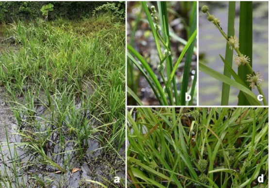 Fig. 1. Sparganium fallax Graebn. a. Habitat; b. Flowering plant; c. Staminate inflorescences; d