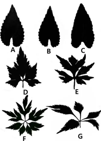 Fig. 1. Variations of leaves in Viola albida complex. A − C:  V. albida var. albida, characterizing by having simple teeth of leaf; D − E: V.