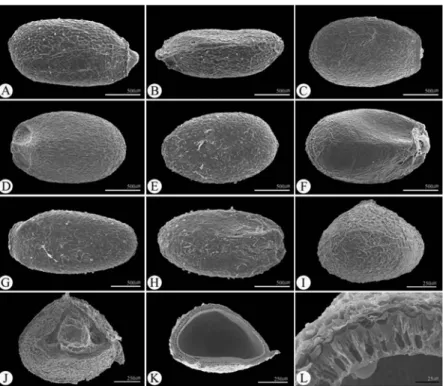 Fig. 1. SEM micrographs of nutlets in Glechoma taxa. A − B, I, K: G. grandis; C − D, J: G