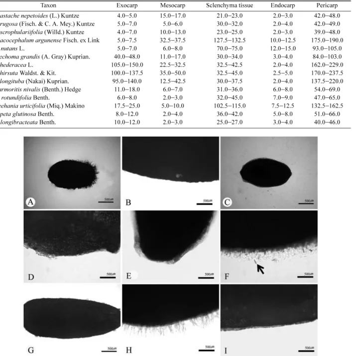 Fig. 5. LM micrographs showing the mucilaginous reaction of Nutlet in Glechoma  amd its related taxa