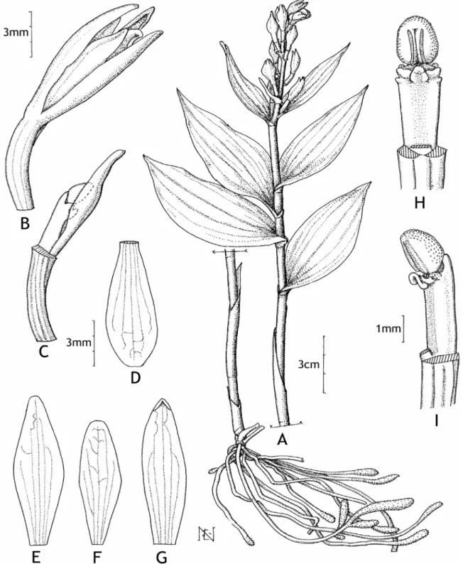 Fig. 1. Cephalanthera erecta  var.  oblanceolata  N. Pearce &amp; P. J. Cribb. A. Habit; B