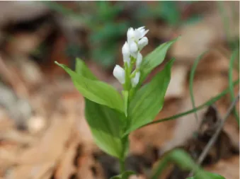 Fig. 2. Photograph of  Cephalanthera erecta  var.  oblanceolata  N.