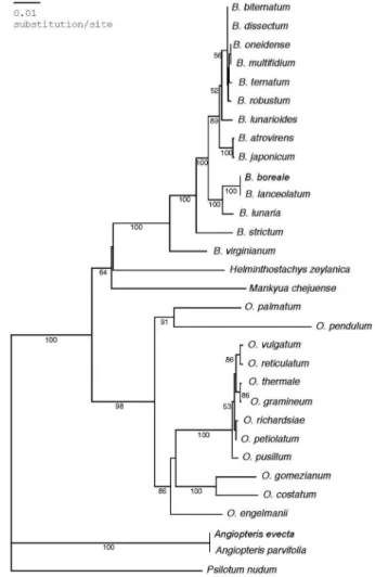 Fig. 1.  One of eight equally parsimonious trees constructed by branch-and-bound option