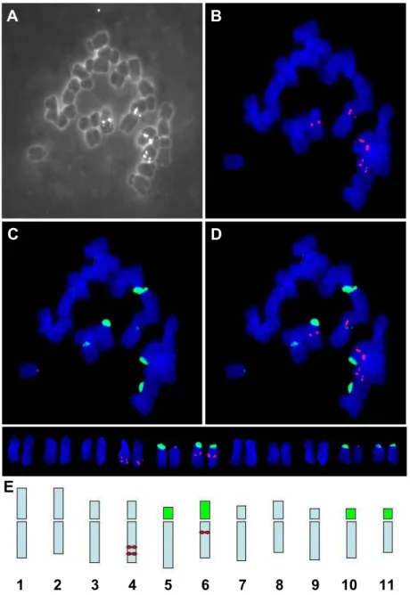 Fig. 2. Bicolor FISH pattern of the metaphase chromosomes of P. hallaisanensis using 5S  and 45S rDNA probes