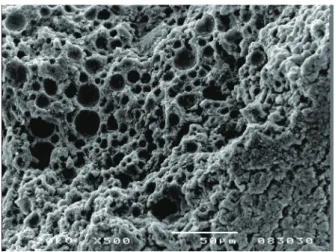 Fig. 7. SEM micrograph of the fracture surface of in situ  reaction processed MgB 2   showing many spherical pores  formed by the melting of spherical Mg powders 