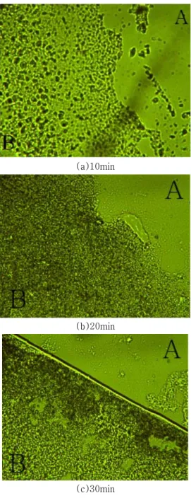 Fig.  3.  Particle  size  analysis  for  boundary  surface  of  Ni 2+   ions  (area  A)  and  protein  (area  B)  adsorbed  on  slides  for  different  H 2   plasma  treatment  times.