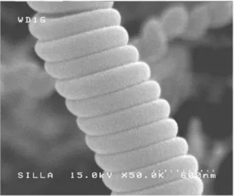 Figure 4. Representative FESEM image of the regular  micro-sized coil (MC) obtained at 725 o C.