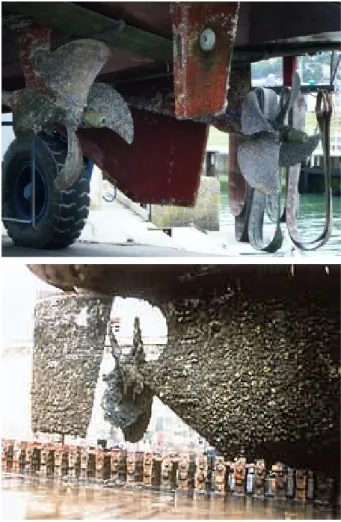 Fig.  1  Fouling  on  hull  surface