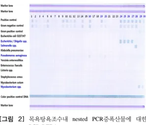 [그림  2]  목욕탕욕조수내  nested  PCR 증폭산물에  대한  PCR-REBA.