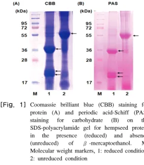 Fig. 1B shows the glycoprotein staining for hempseed  protein isolate with periodic acid-Schiff (PAS) staining
