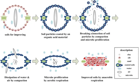 Fig.  1.  schematic  representation  of  the  principle  of  soil  improvement  by  an  organic  acid 산 물질을 포설하게 되면 ,  각각의 토립자의 구조적 결합 은 우선 코팅 되며,  미생물이 증식하게 된다