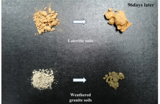 Fig.  9.  The  appearance  of  soils  (96  days  later)