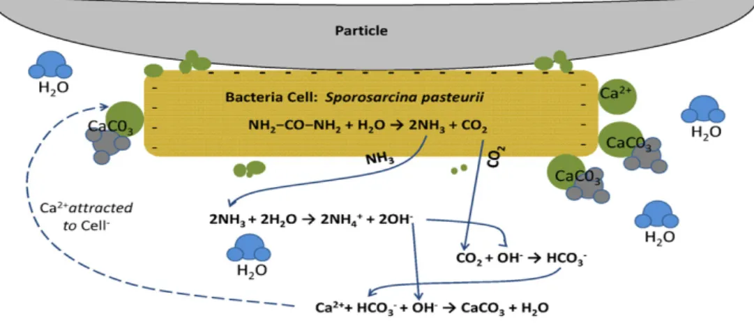 Fig.  1.  Creation  processes  of        (Dejong  et  al.,  2010)