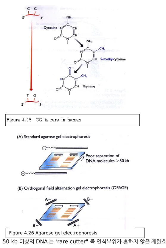 Figure 4.26 Agarose gel electrophoresis