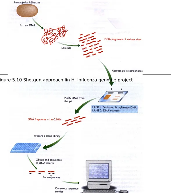 Figure 5.10 Shotgun approach Iin H. influenza genome project
