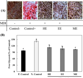 Fig  5.  Lipid  accumulation  in  differentiated  adipocytes  visualized  by  Oil-Red  O  staining  (A)  and  Free  glycerol  contents  (B)  in  3T3-L1  cell  line  treated  with  Agastache  rugosa  extracts