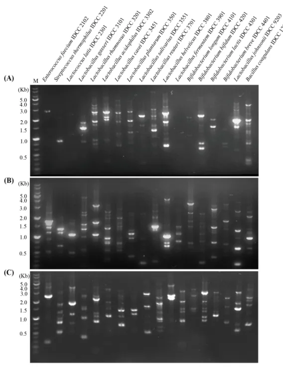 Fig.  1.  Evaluation  of  three  universal  primers  for  RAPD-PCR  analysis. 
