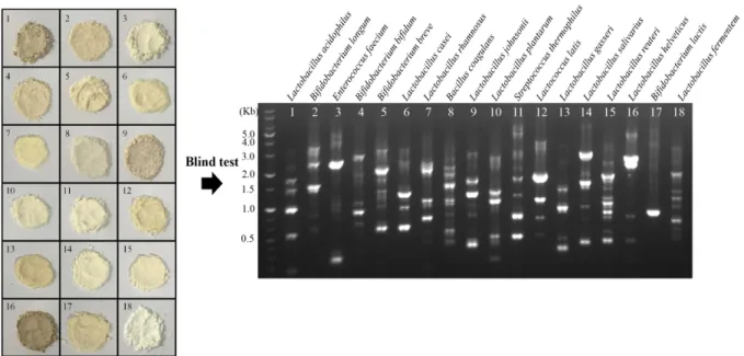 Fig.  3.  Correlation  of  RAPD-PCR  patterns  between  cellular  and  lyophilized  forms  of  probiotics.
