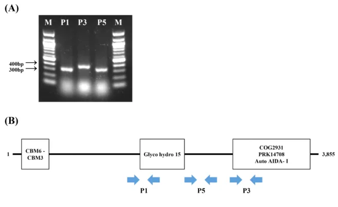 Fig.  1.  G.  oxydans  specific  PCR  (A)  and  DDase  gene  structure  (B).