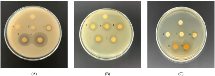 Fig.  1.  Pictures  of  antimicrobial  activities  by  extraction  methods  and  fractions  of  P