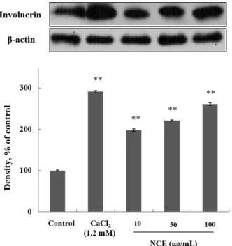 Fig.  5.  Effect  of  Nepeta  cataria  extract  (NCE)  on  expression  of  involucrin