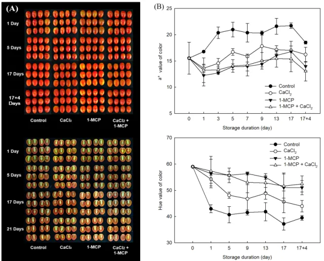 Fig.  4.  Effect  of  the  treatment  on  “TY  high  Q”  cherry  tomato  (A)  phenotypic  observation  of  tomato  fruit  ripening  process  and  (B)  changes  in  color  (a*  value  and  Hue  angle)  during  17  days  storage  at  10℃,  then  transferred 