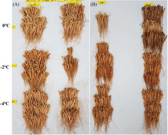 Fig.  1.  Visible  inspection  of  ginseng  seedling  according  to  storage  temperature  after  storage  of    8  (A)  and  10  months  (B)