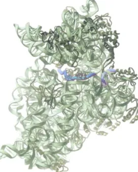 Figure 6-65 The path of mRNA (b/ut through the small ribosomal subunit.