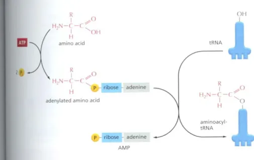 Figure 6-56 Amino acid activation.