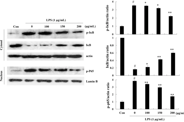 Fig.  4.  Effect  of  Cudrania  tricuspidata  fruits  vinegar  (CFV)  on  LPS-induced  NF-κB  activation  and  IκBα  degradation  in  3T3-L1  cells