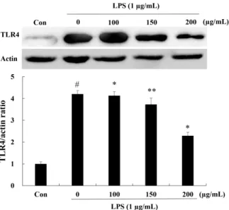 Fig.  6.  Effect  of  Cudrania  tricuspidata  fruits  vinegar  (CFV)  on  LPS-induced  expression  of  MyD88  and  TRAF  in  3T3-L1  cells