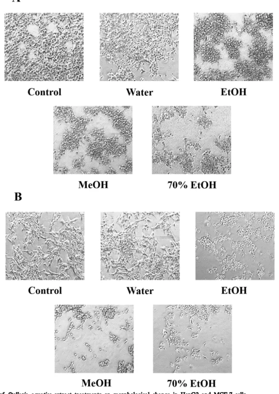 Fig. 2. Effect of Stellaria aquatica extract treatments on morphological change in HepG2 and MCF-7 cells.