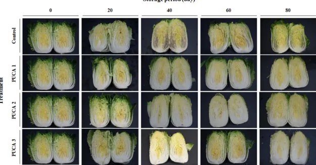 Fig. 5. Normal and post-internal disorder/decay shapes of the summer kimchi cabbages stored under air and controlled atmosphere conditions.