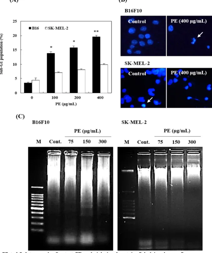 Fig. 2. Effect of P. frutescens methanolic extract (PE) on the induction of apoptotic cell death in melanoma cells.
