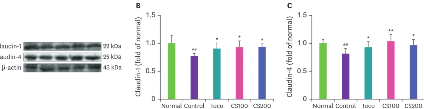 Fig. 7. Expression of tight junction proteins in esophagus. Representative images of Claudin-1, Claudin-4, and β-actin proteins (A)